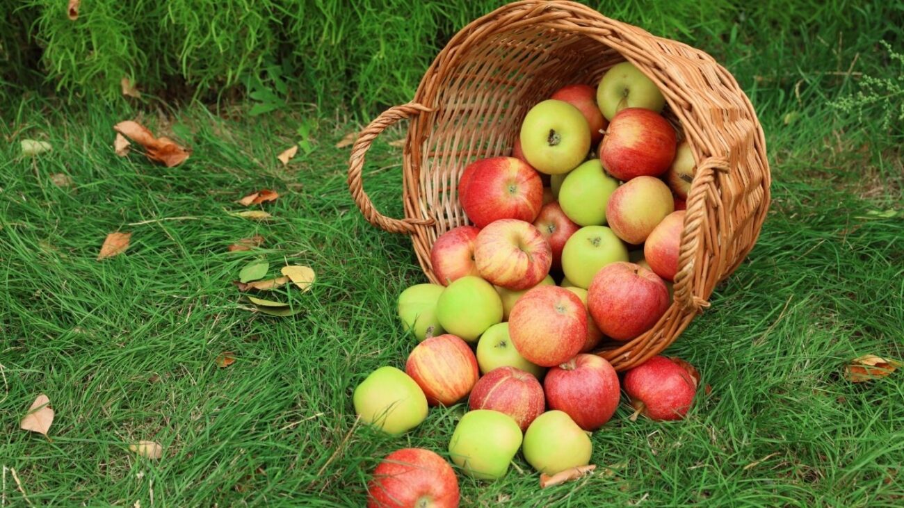 Apples 1