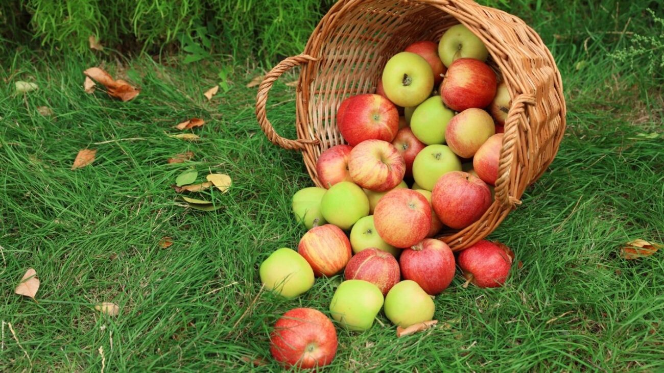 Apples