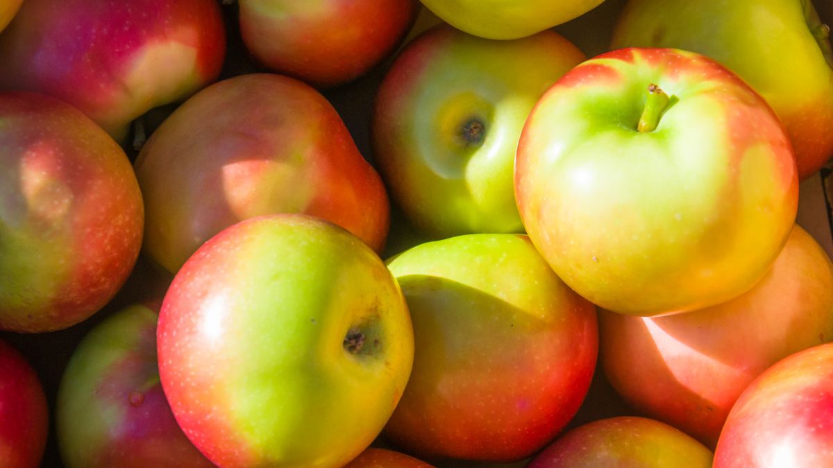 Are McIntosh Apples Good for Baking