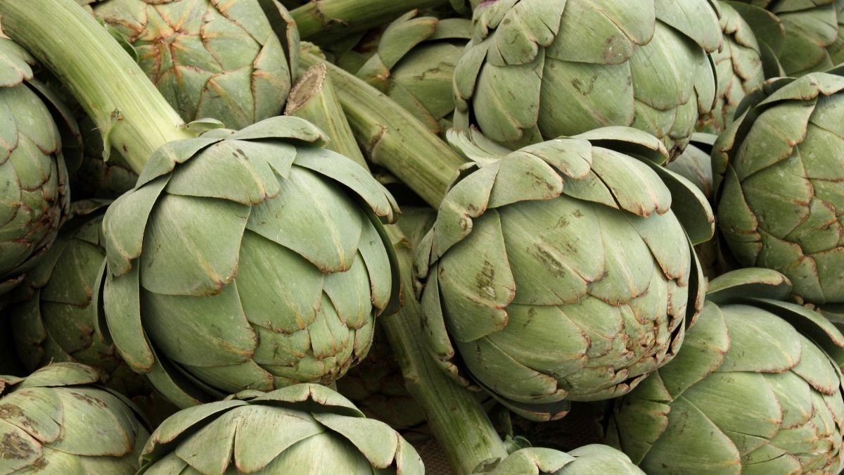Artichokes