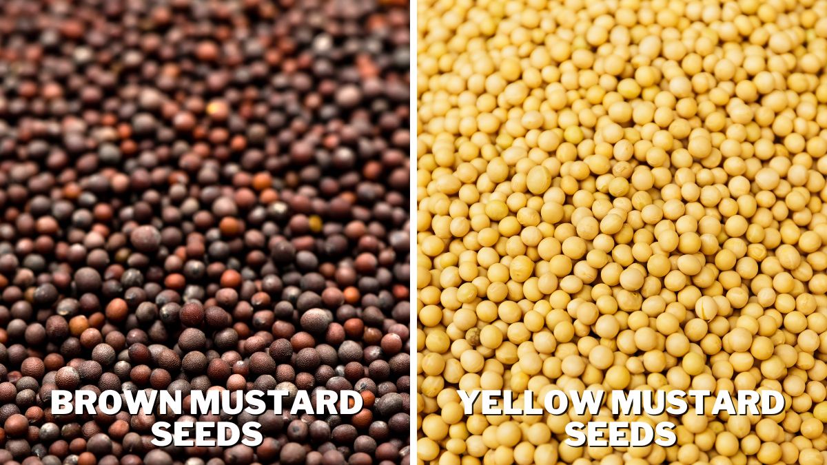 Brown Mustard Seeds vs. Yellow Mustard Seeds