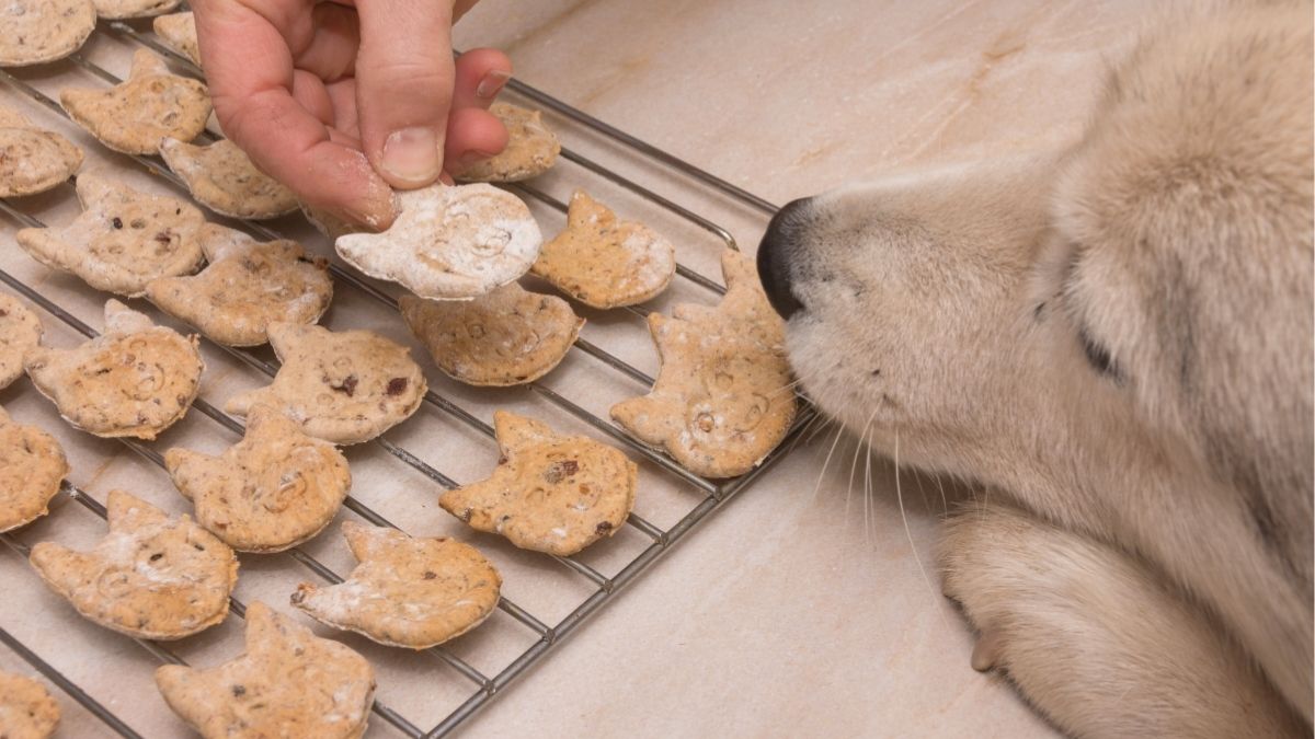 Easy DIY Dog Treat Recipes You Can Make Today