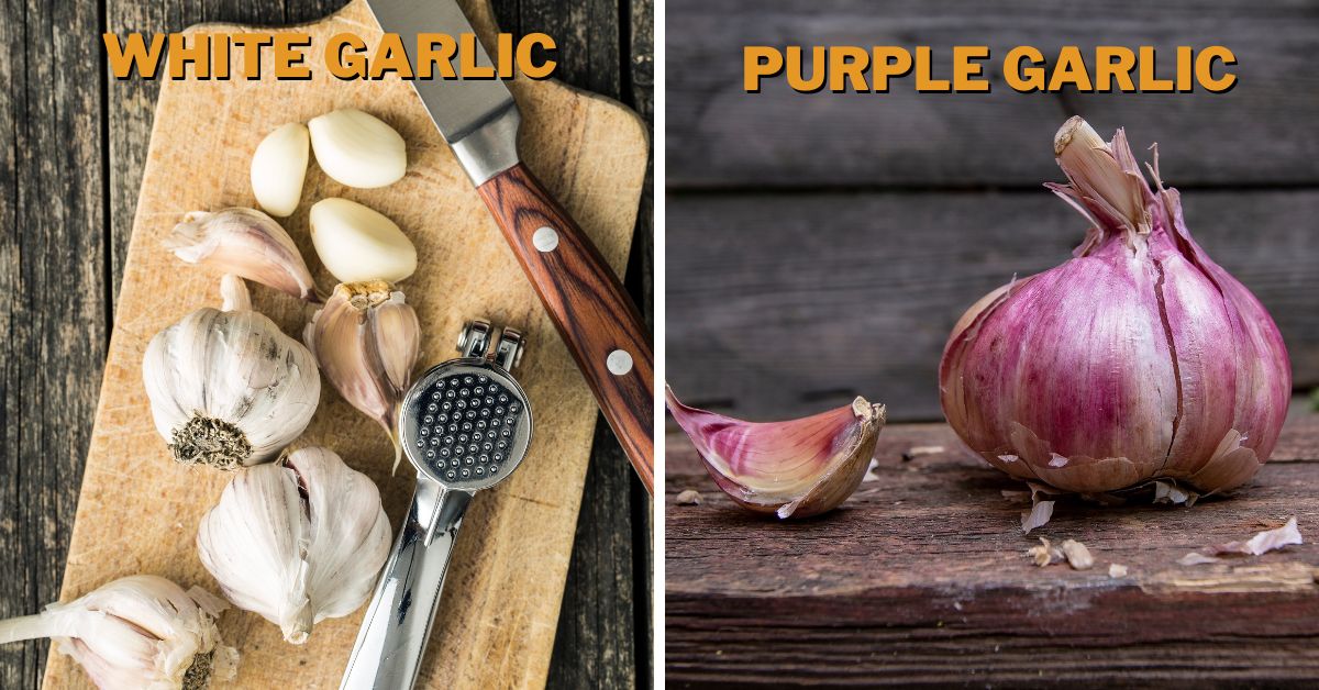 Garlic Turning Purple
