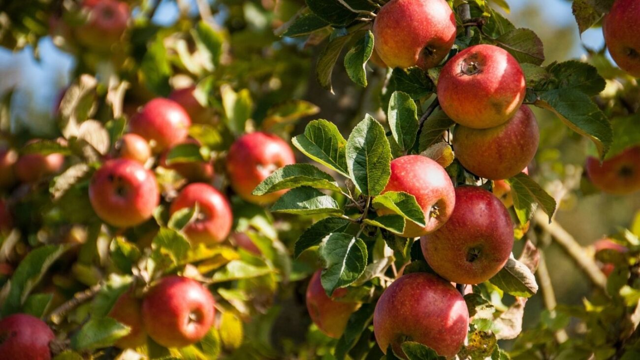 Gravenstein Apples