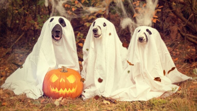 What Grocery Stores Sell More of in the Weeks Before Halloween