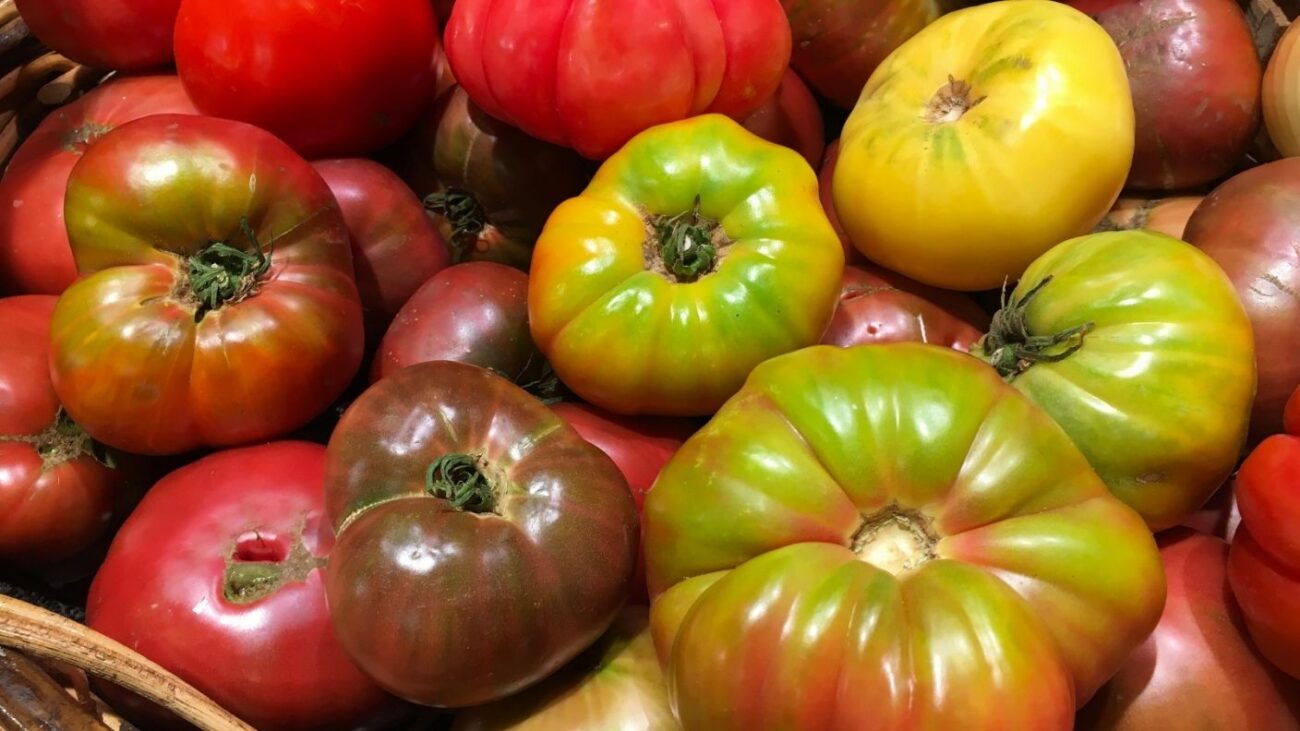 Heirloom Tomatoes 1