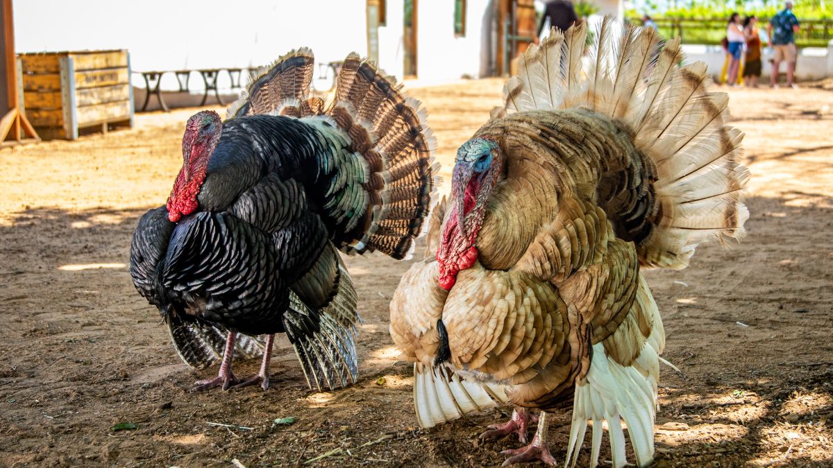 Heirloom Turkeys on a Farm
