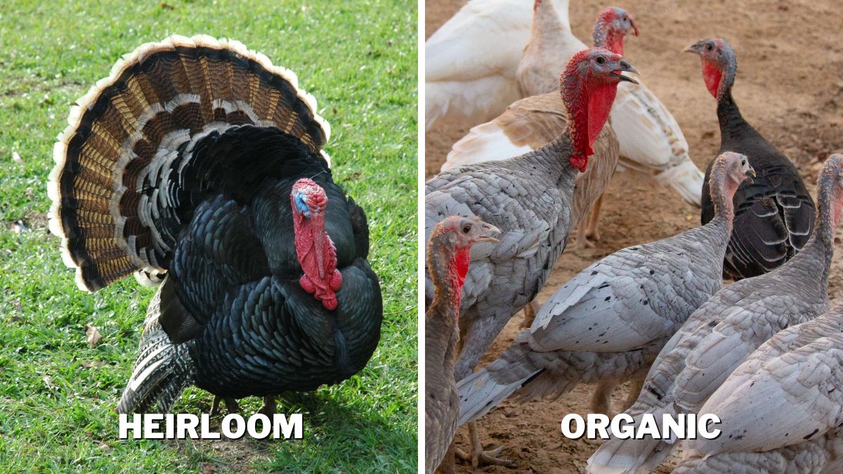 Heirloom vs. Organic Turkey Size