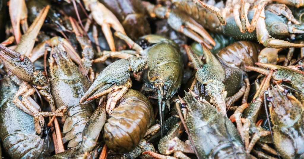 How Much Crawfish per Person to buy