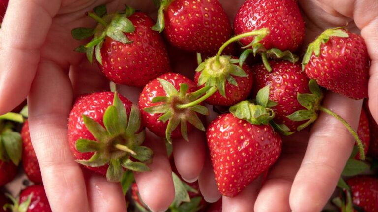 Is Strawberry a Nut or Berry? [Explained]