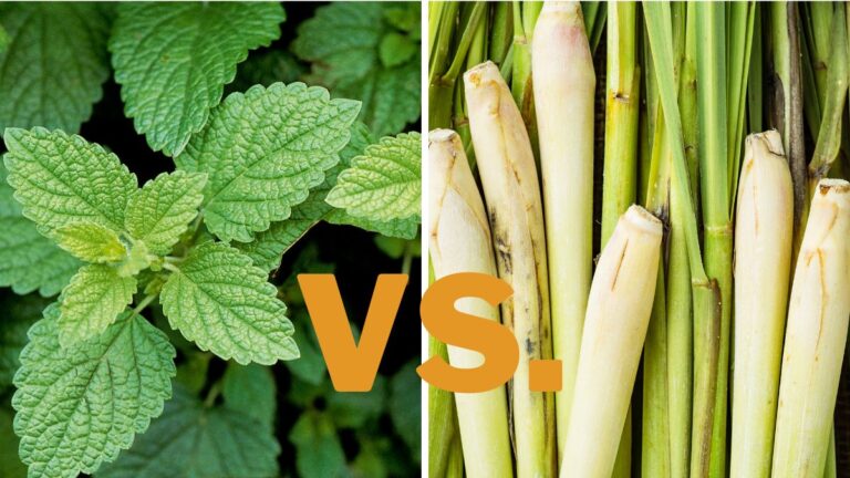 Lemon Balm vs. Lemongrass: Differences & Uses