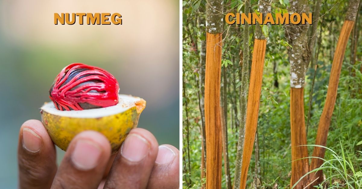 Nutmeg vs. Cinnamon
