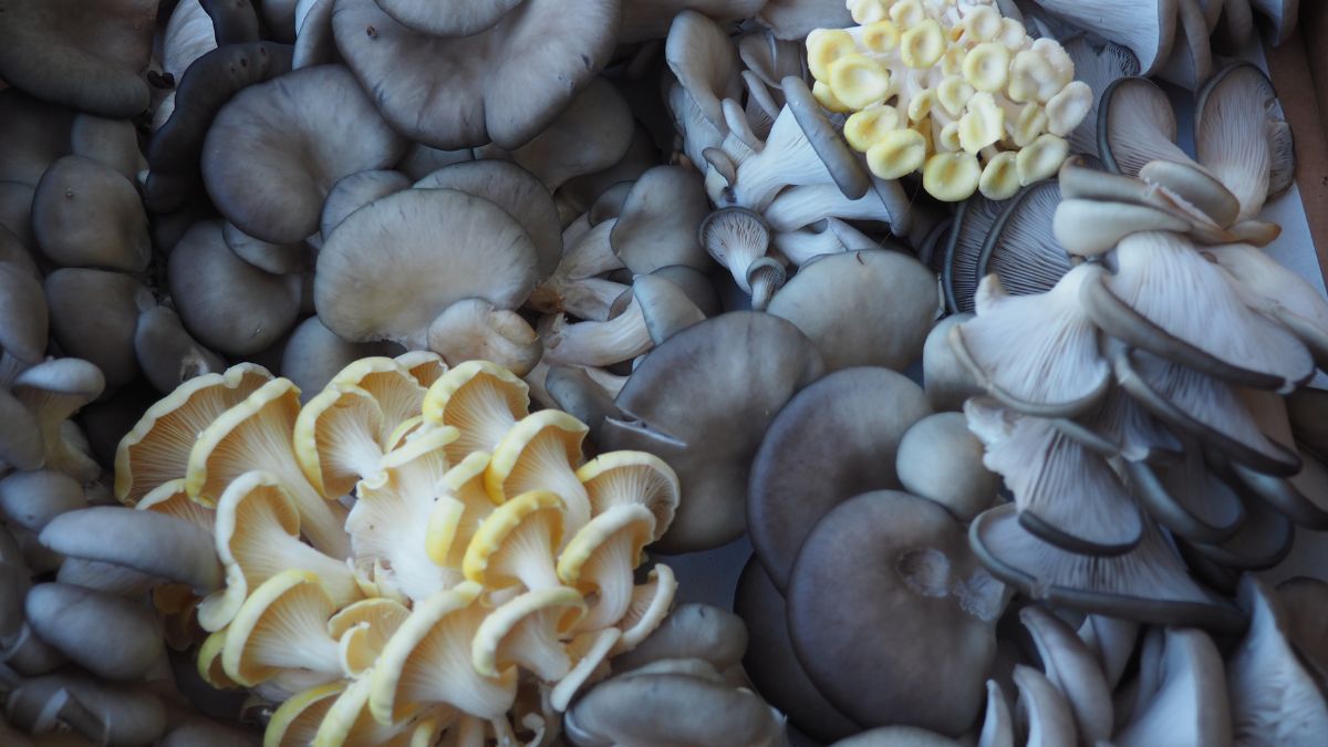 Pearl Oyster Mushrooms in grey and white
