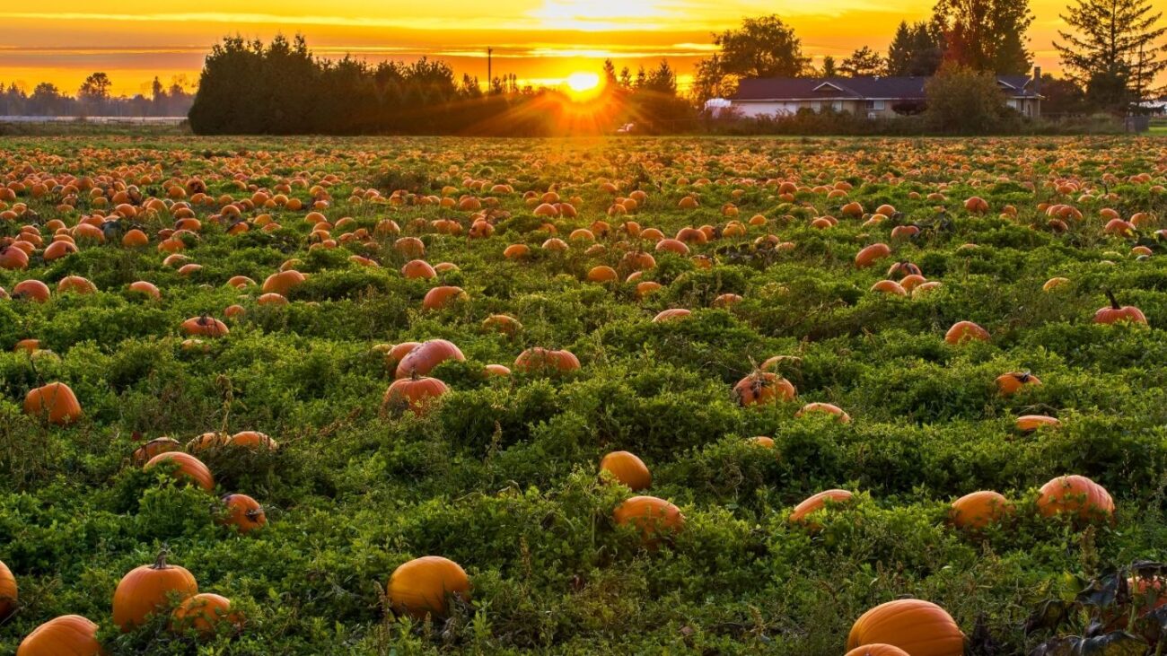 Pumpkin