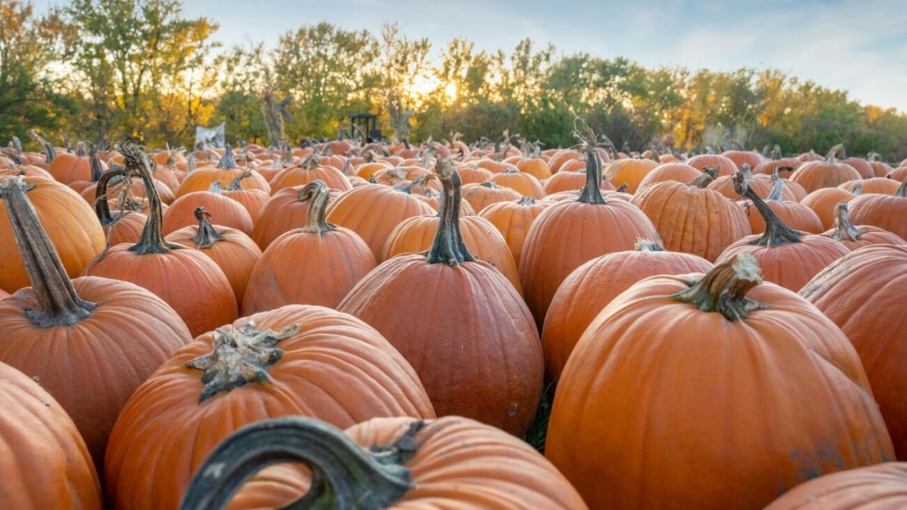 Pumpkins