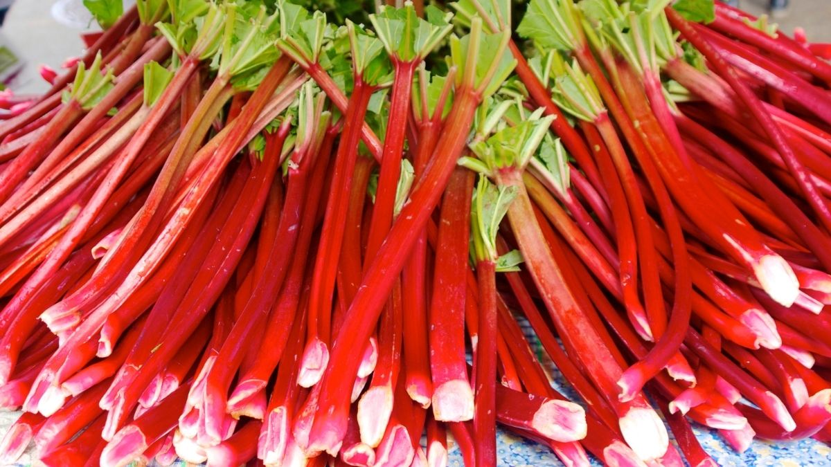 Rhubarb