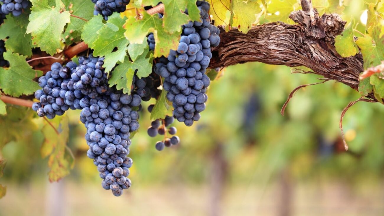 Wine Grapes