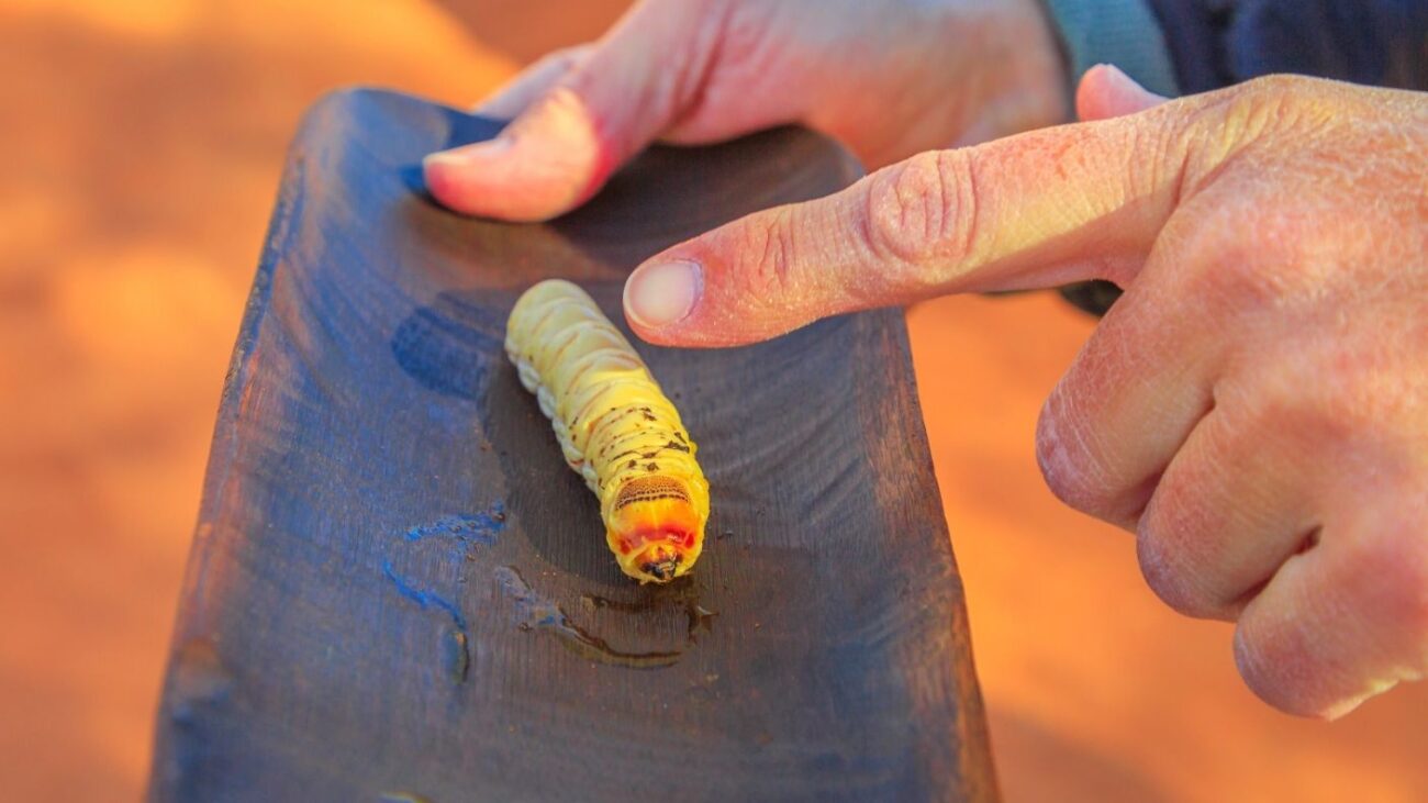 Witchetty Grub