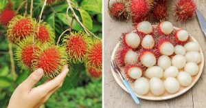 23 Pink Fruits With Names & Images