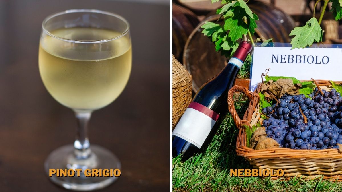 pinot grigio and nebbiolo go well with spaghetti and vegetable sauce